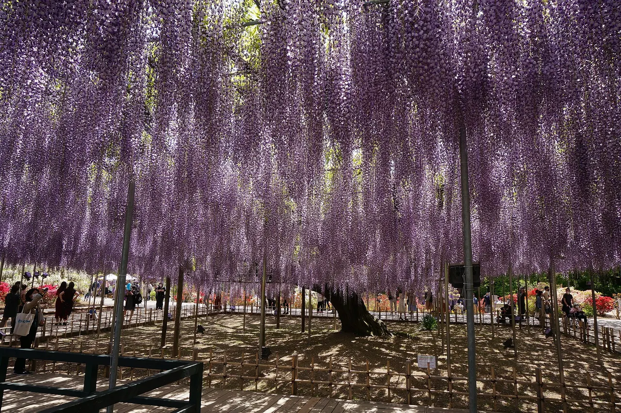 Great wisteria at Ashikaga Flower Park