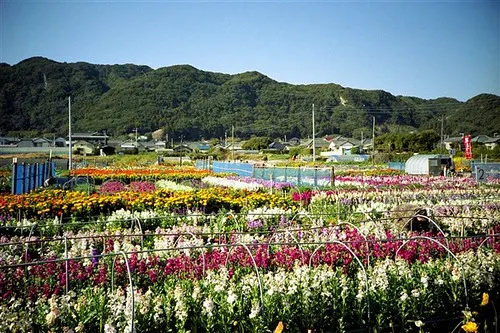 flower field