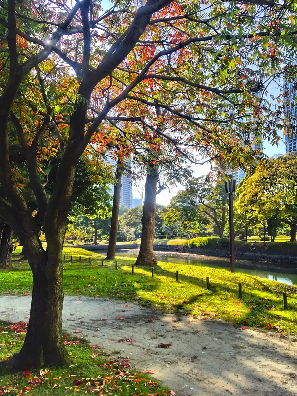 Autumn in Hama-rikyu garden - Nov 9 2017.jpg