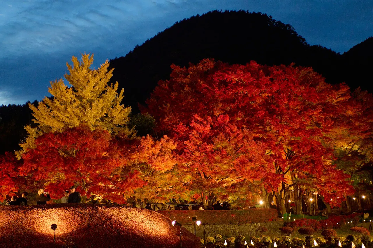 Late October–November · Maple Corridor illumination · Lake Kawaguchiko Maple Corridor