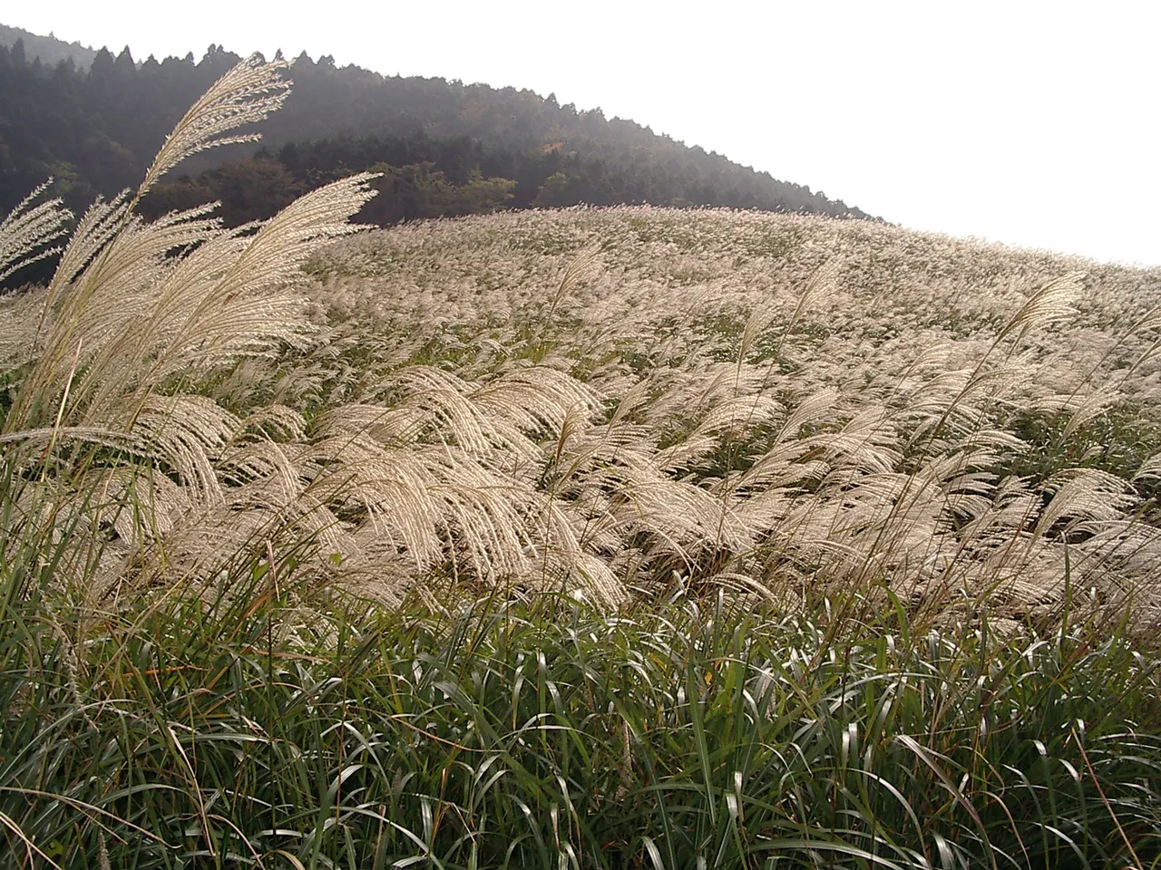 Silver grass fields of Sengokuhara