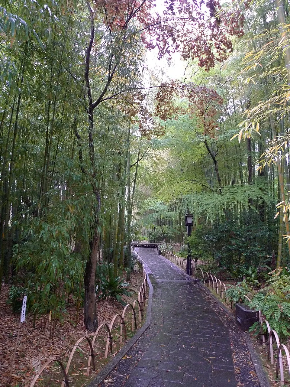 Bamboo grove path in Shuzenji