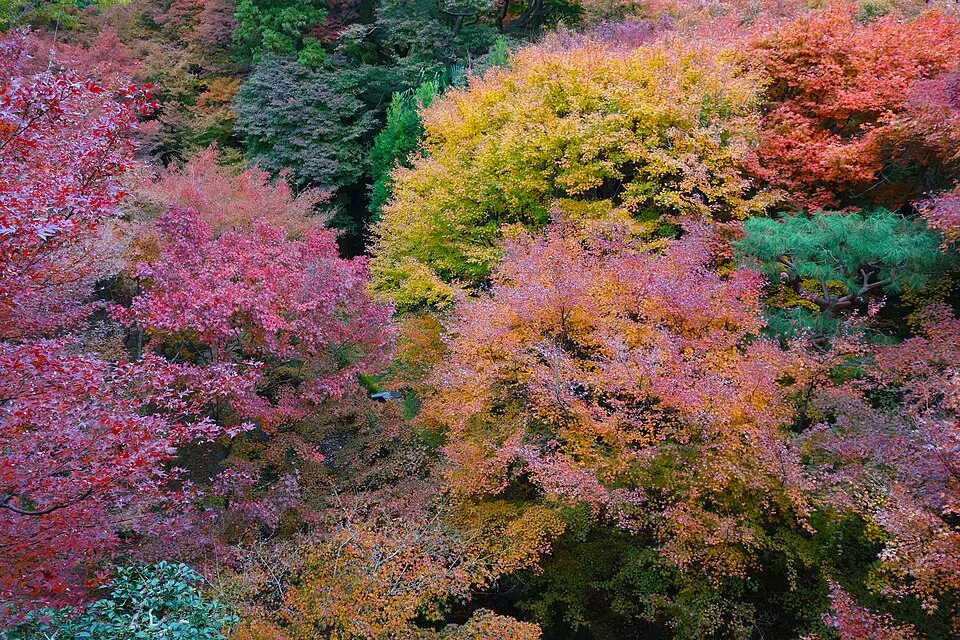 Tofukuji-autumn-foliage-2017-Luka-Peternel.jpg