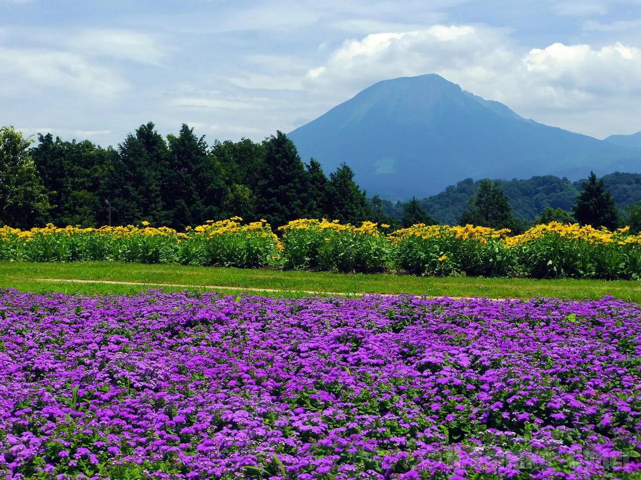 December–February · Winter flowers and conservatory · Tottori Hanakairo Flower Park