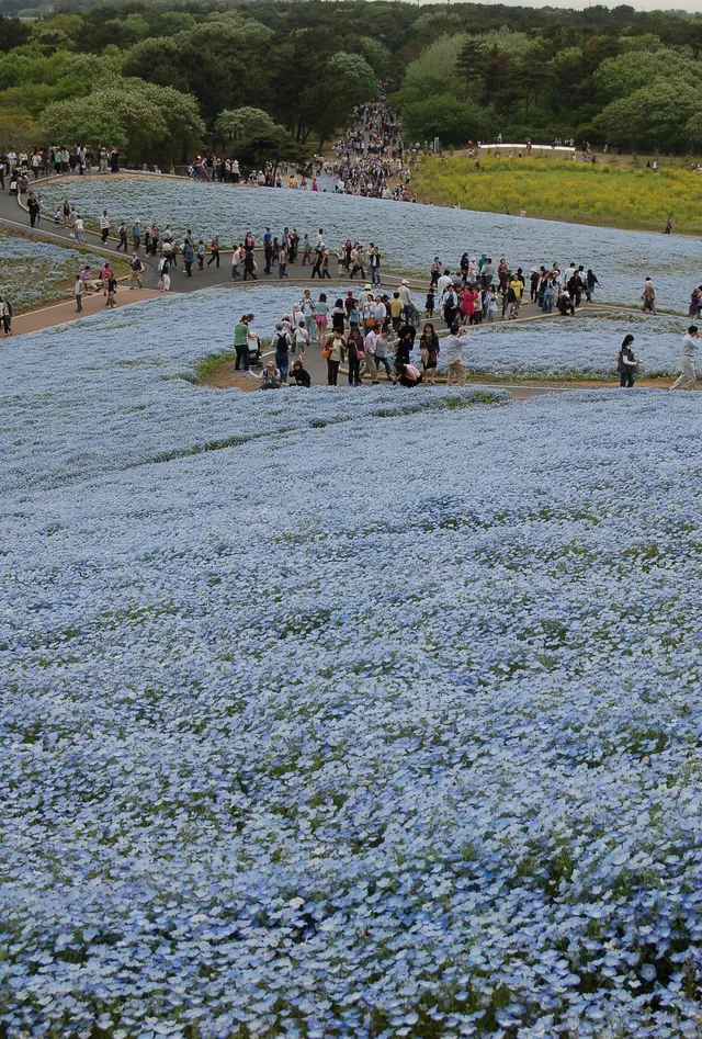 Hitachi Seaside Park