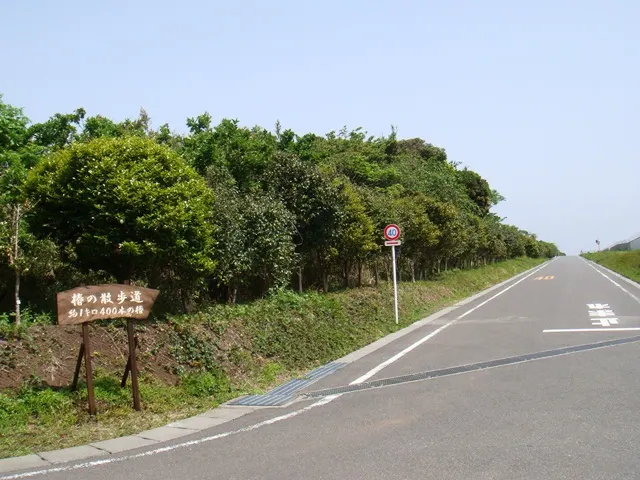 December–March · Island camellias · Izu Oshima Camellia Gardens
