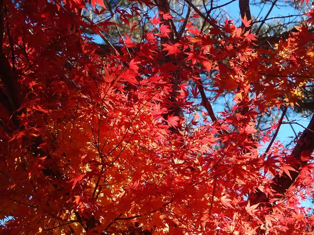 Tozawa Center Campground · Red maple leaves beside Lake Kawaguchiko