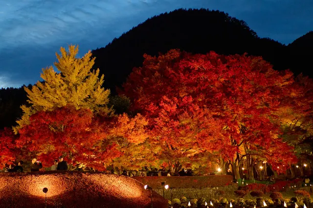 Tozawa Center Campground · Late October–November · Maple Corridor illumination · Lake Kawaguchiko Maple Corridor