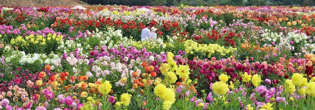 Sera Kogen Farm