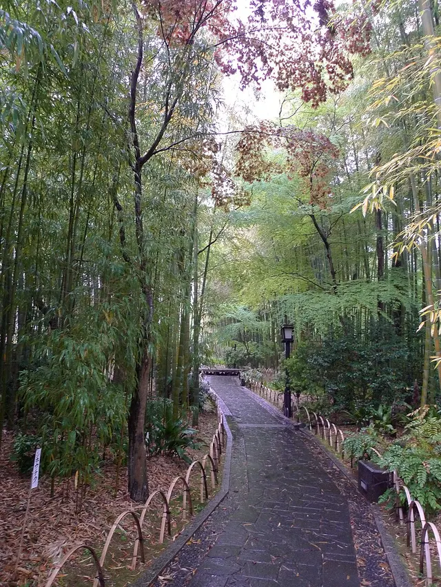 Bamboo grove path in Shuzenji