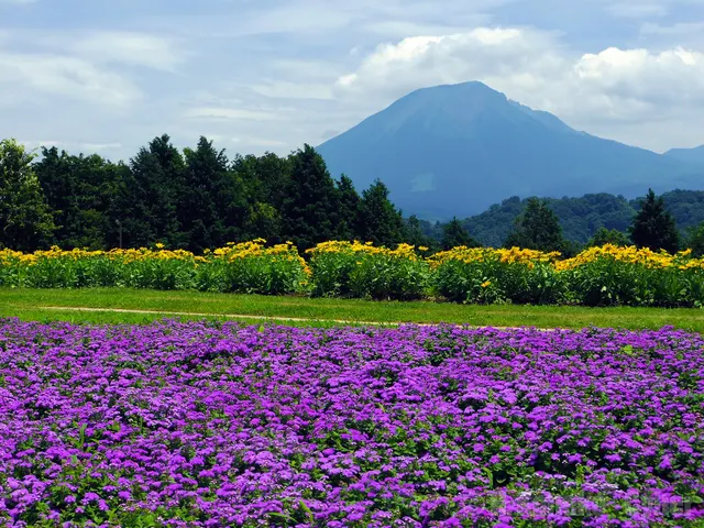 December–February · Winter flowers and conservatory · Tottori Hanakairo Flower Park