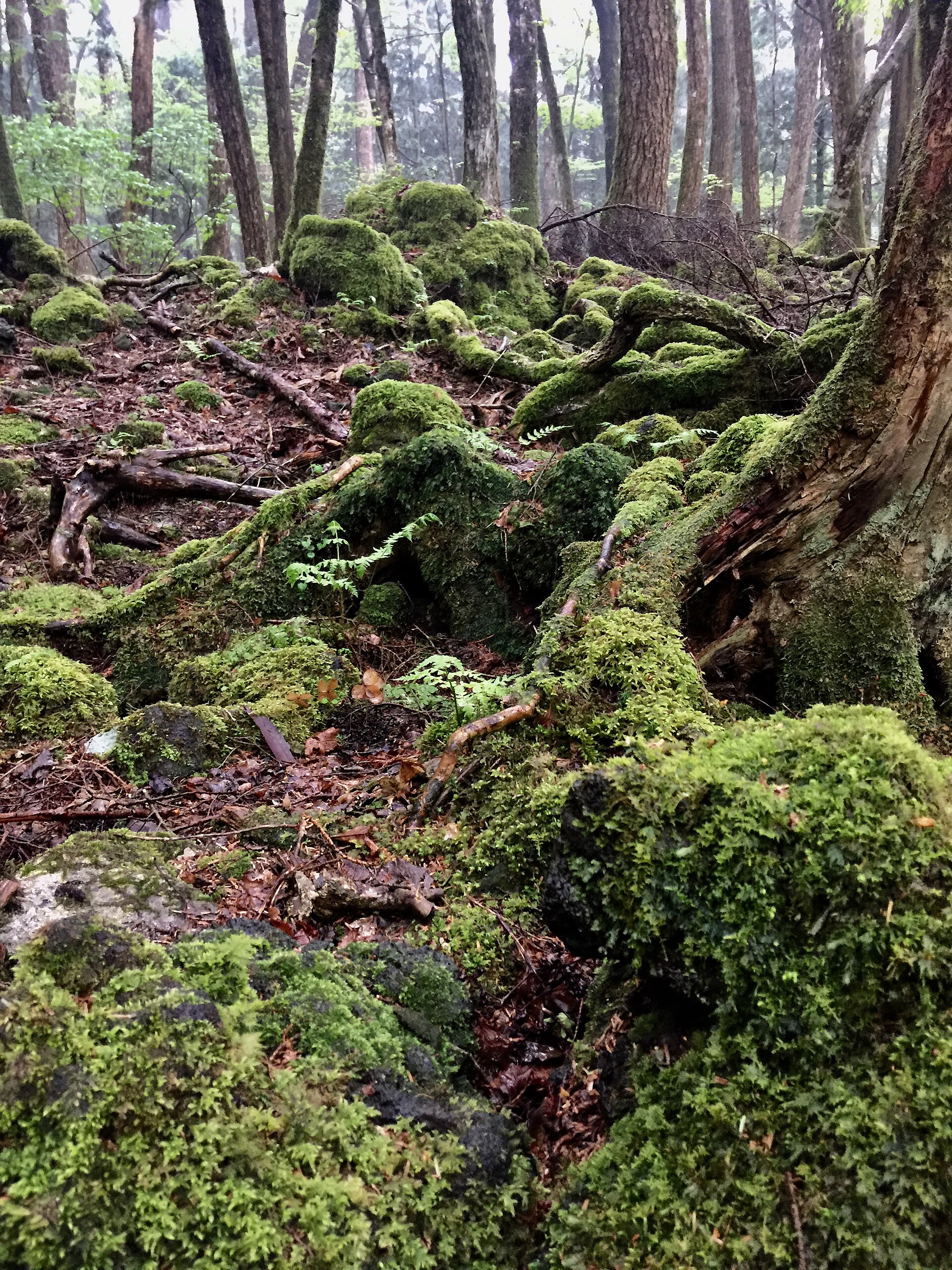 Aokigahara Jukai Forest, Yamanashi
