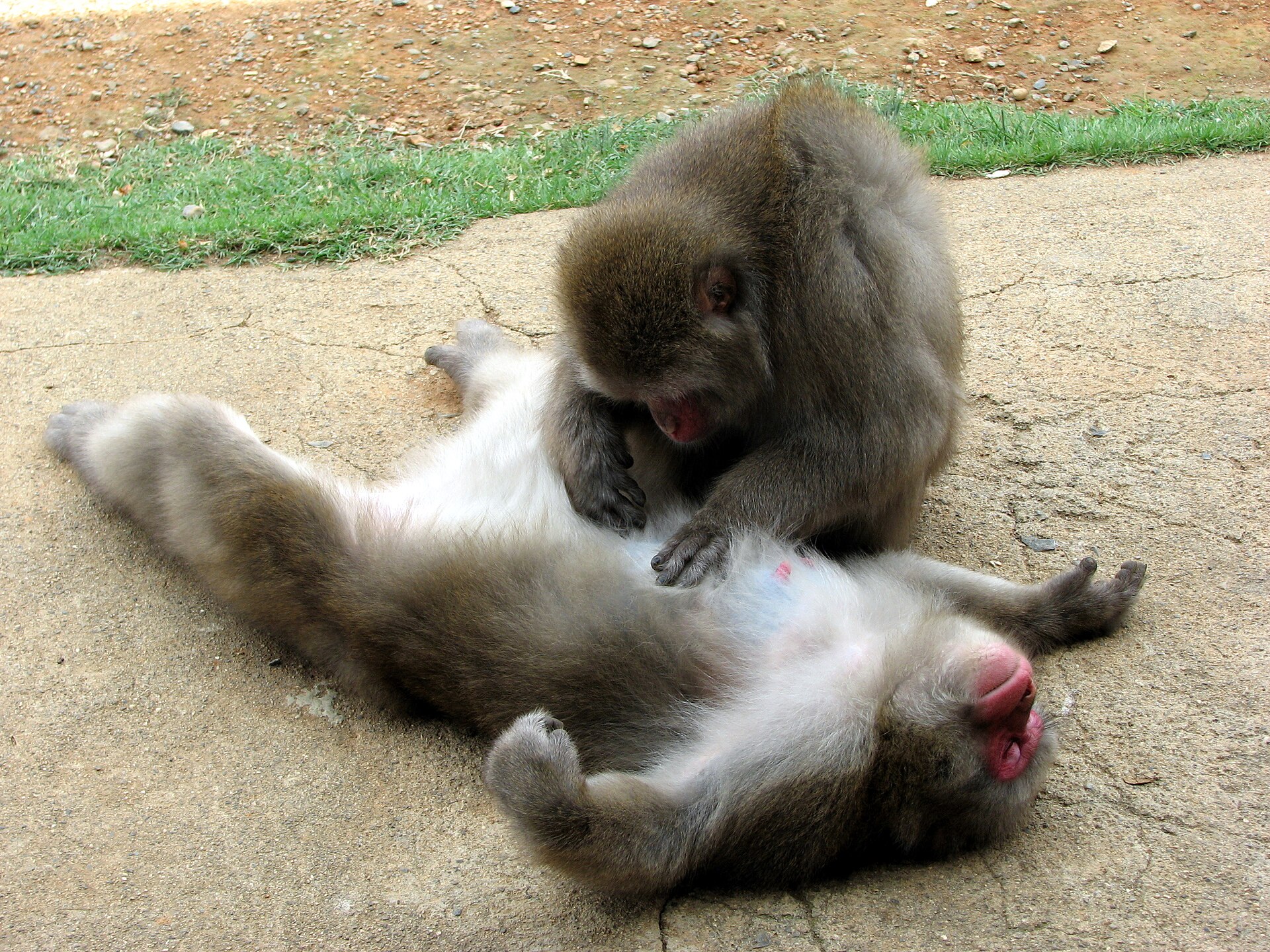Arashiyama Monkey Park Iwatayama, Kyoto