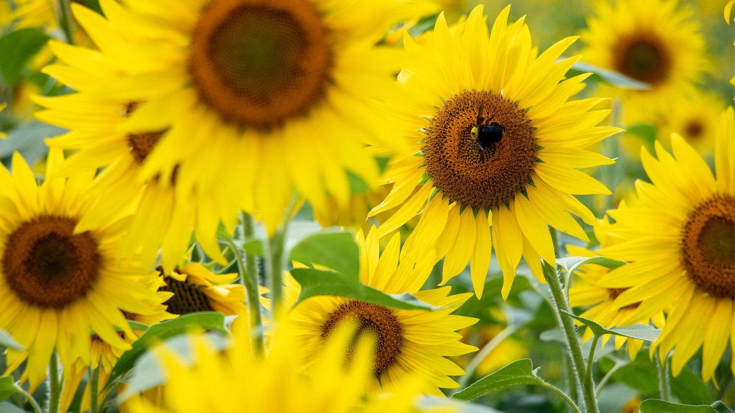 Arkopia Sunflower Garden, Gifu