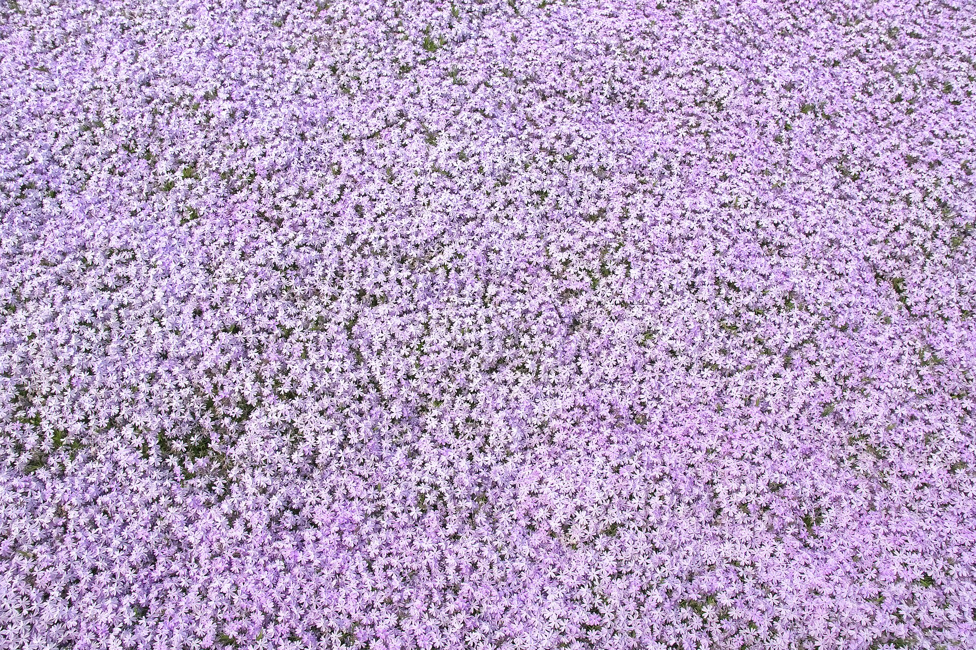 Chichibu and Hitsujiyama Park, Saitama
