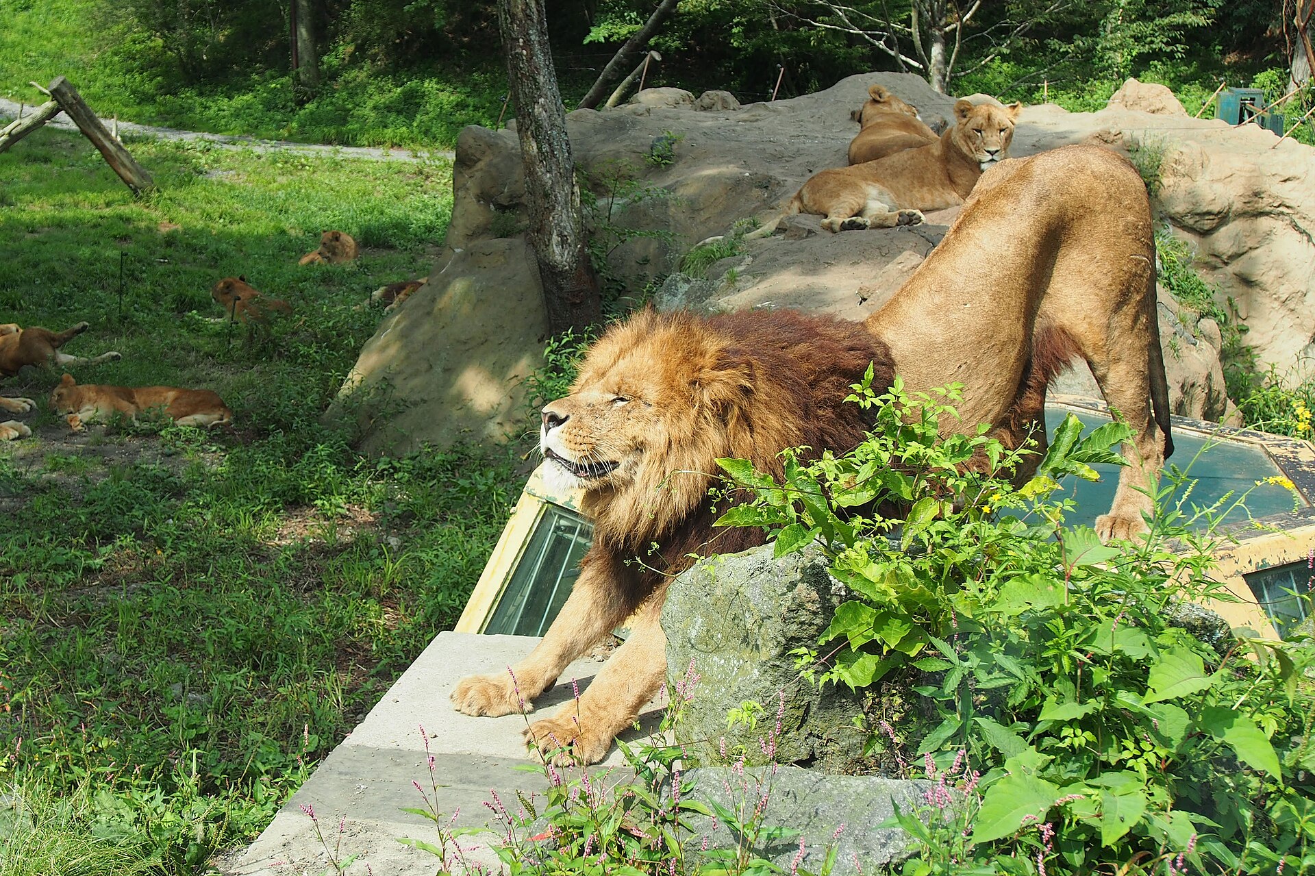 Fuji Safari Park, Shizuoka
