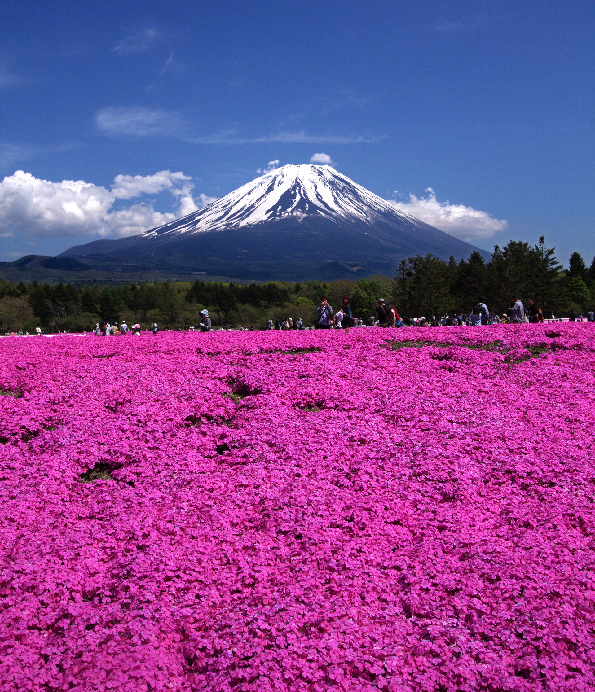 Fuji Shibazakura Festival — Motosuko Resort, Yamanashi