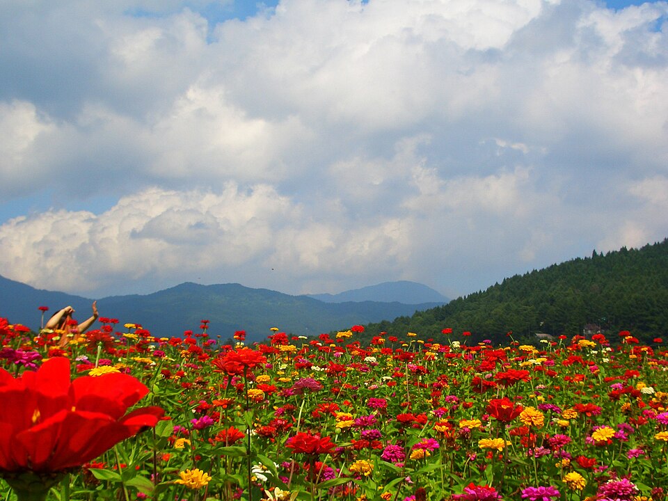 Hana no Miyako Park, Yamanashi