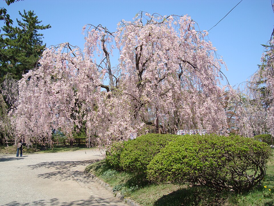 Hirosaki Castle and Park, Aomori