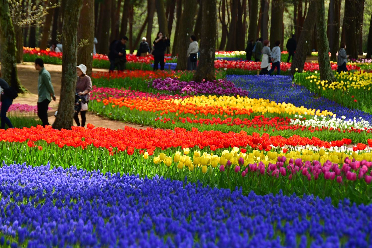 Tulips in Tamago no Mori Flower Garden