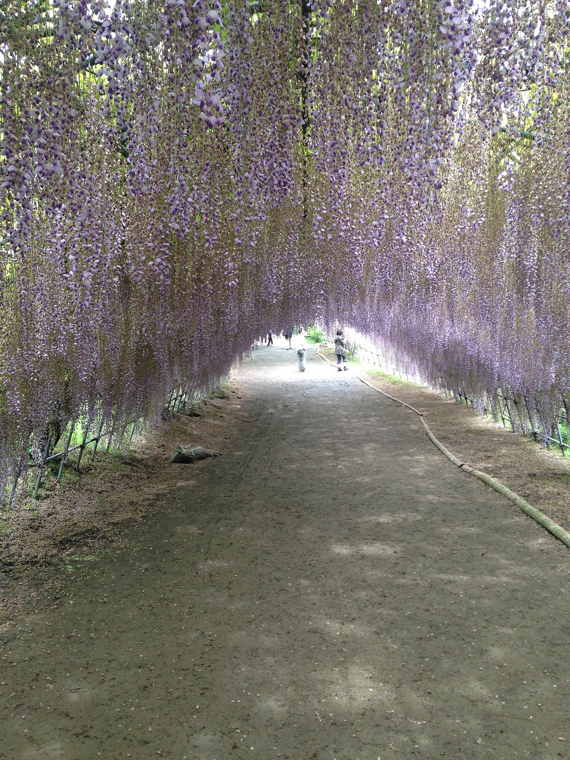 Kawachi Wisteria Garden, Fukuoka
