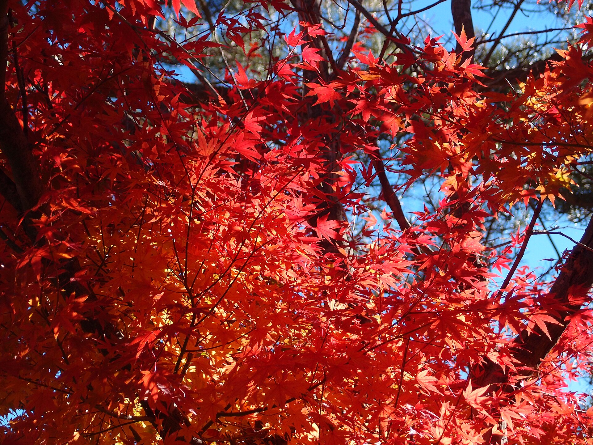Red maple leaves beside Lake Kawaguchiko