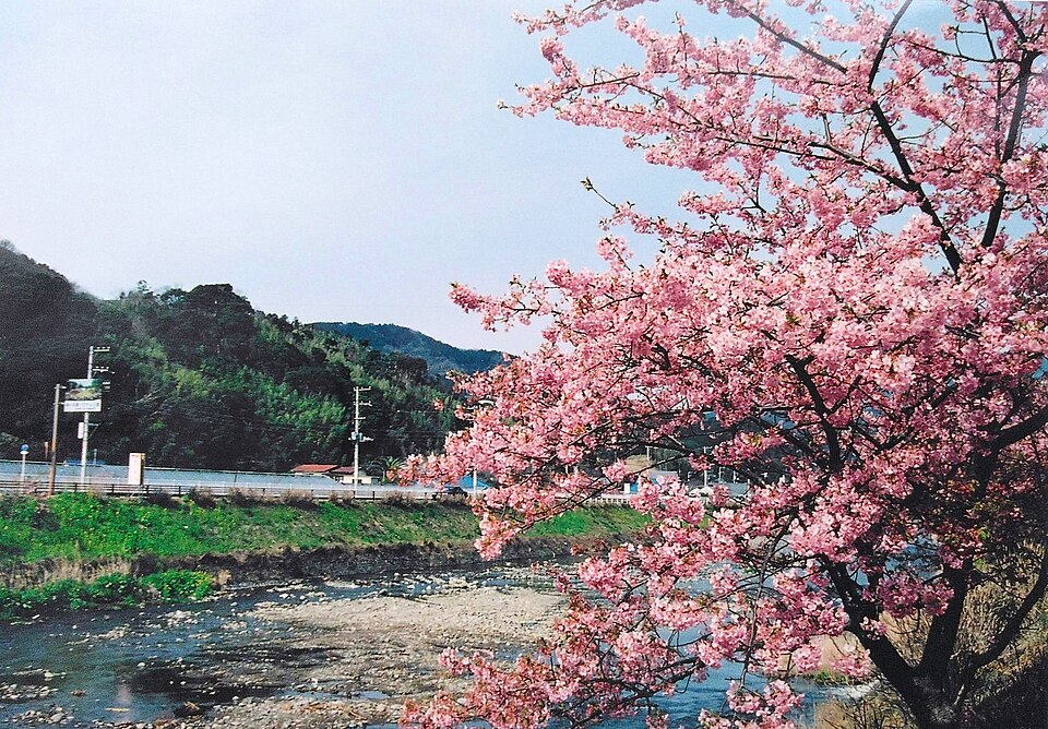 Kawazu River Cherry Blossoms, Shizuoka