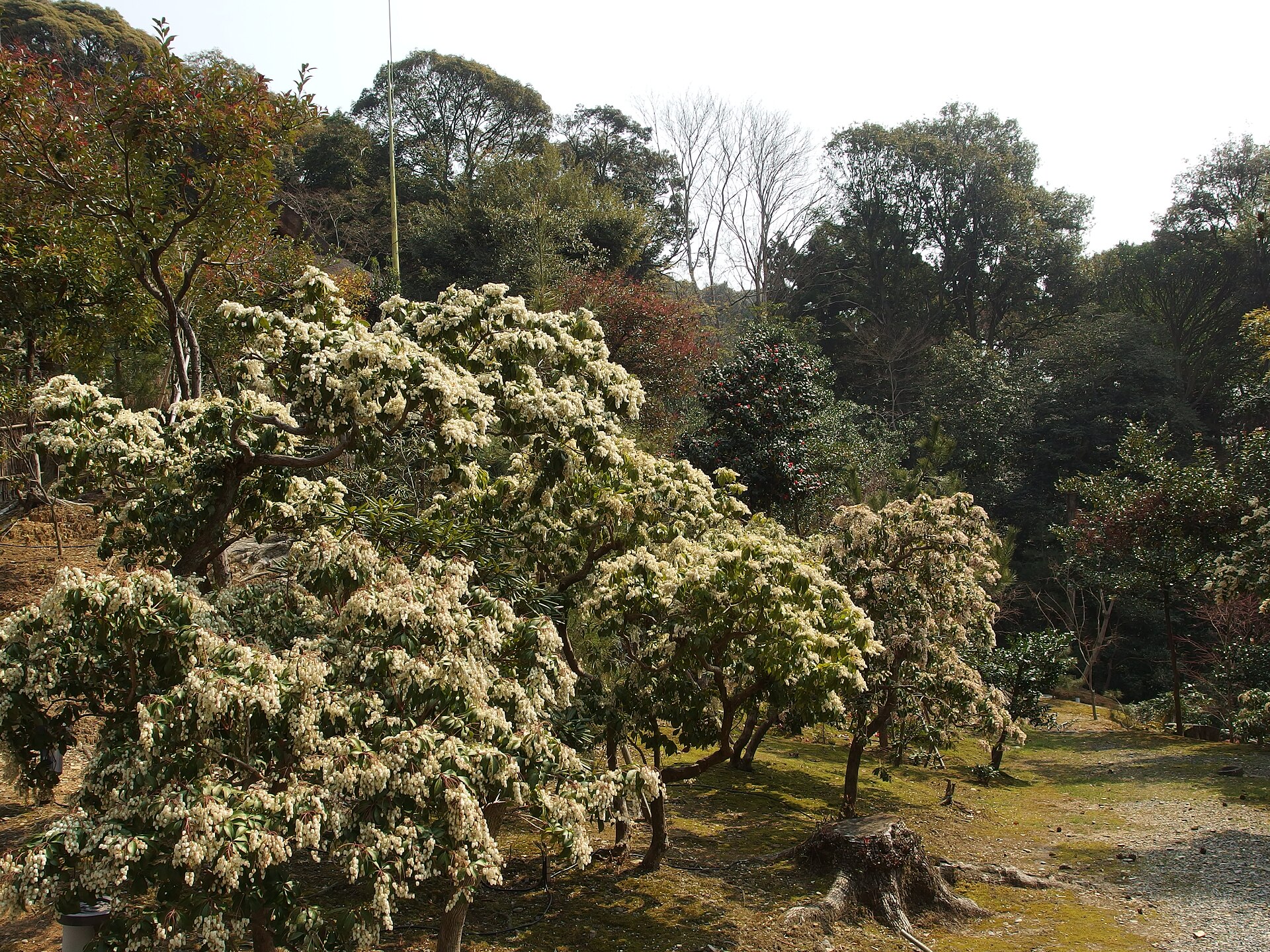 Kodaiji Temple, Kyoto