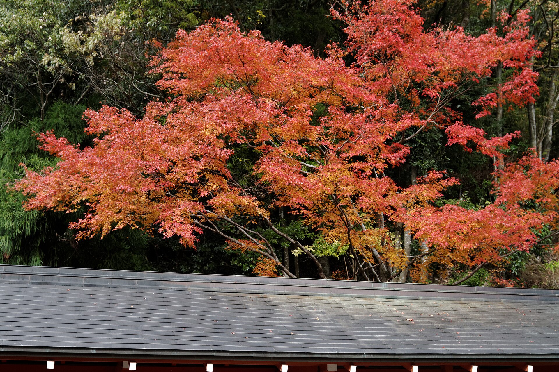 Kurama-dera Temple, Kyoto