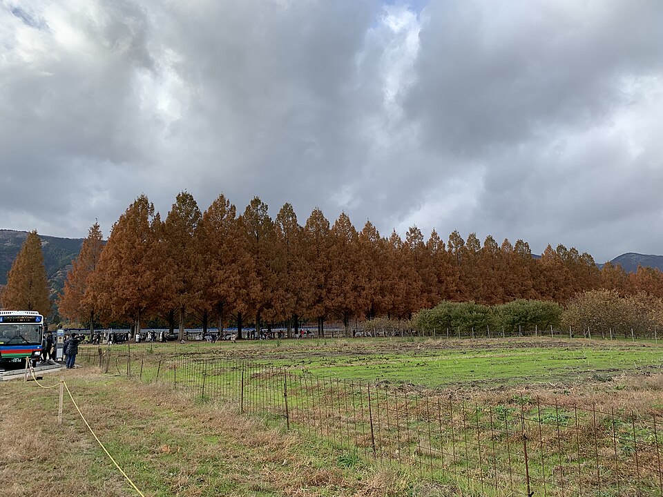 Makino Metasequoia Avenue, Shiga