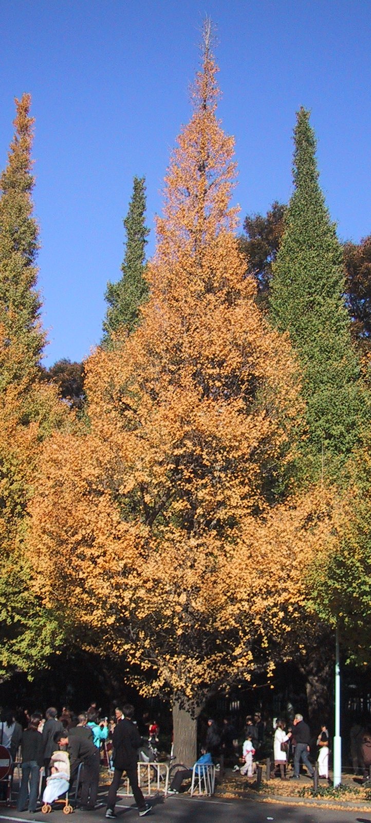 Meiji Jingu Gaien Ginkgo Avenue, Tokyo
