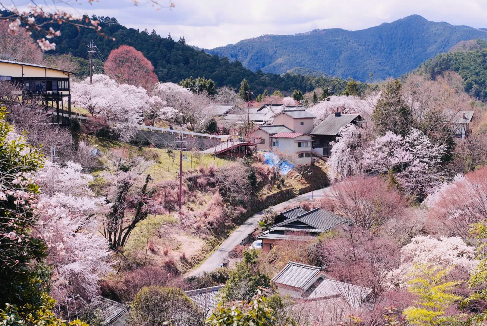 Mount Yoshino Cherry Blossoms, Nara