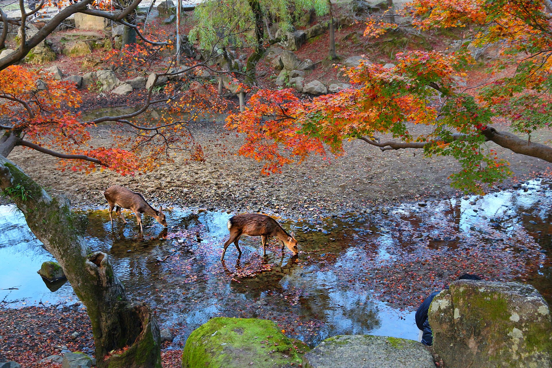 Deer beneath autumn leaves in Nara Park