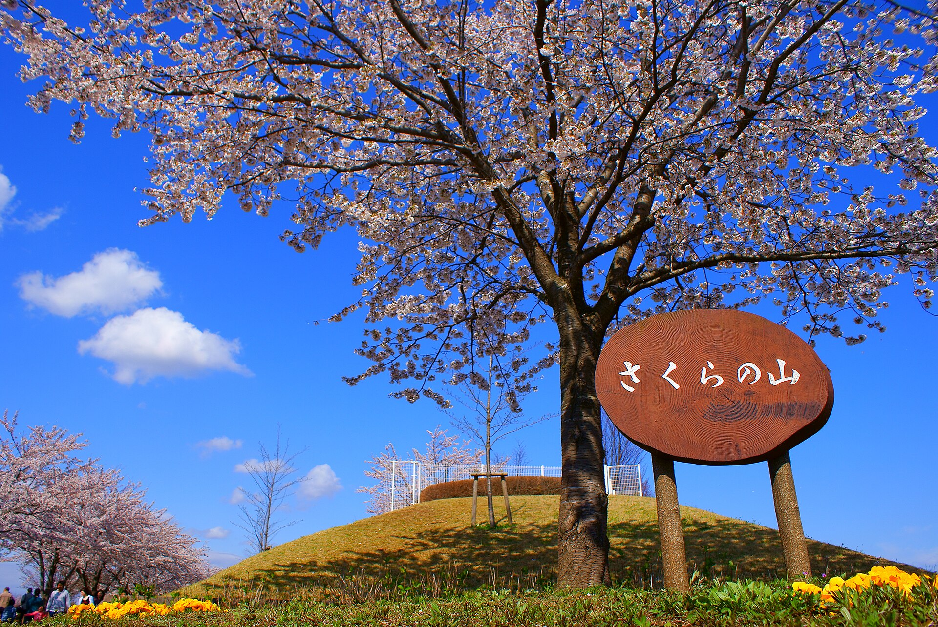 Narita Sakura-no-Yama Park, Chiba