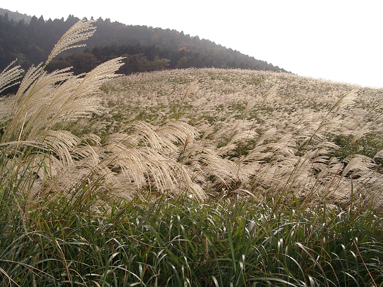 Sengokuhara Susuki Grass Fields, Kanagawa