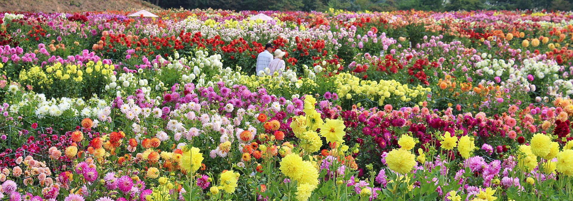 Sera Kogen Farm, Hiroshima