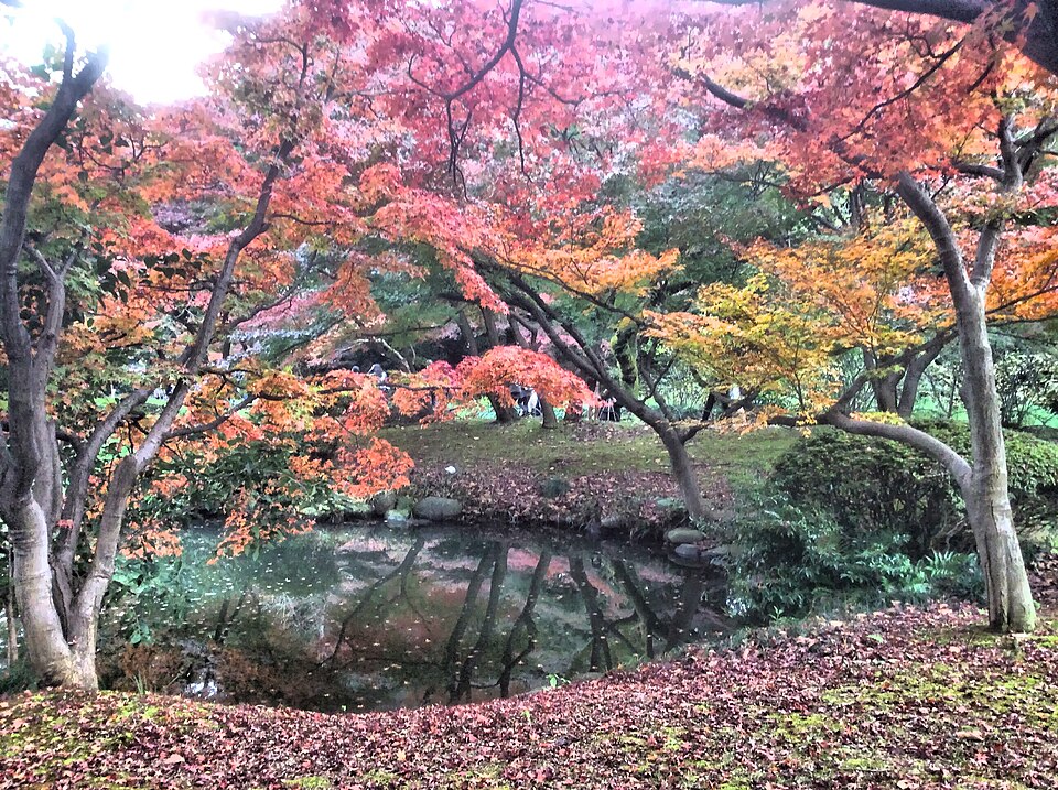 Autumn leaves - Shinjuku gyoen - nov 2016.jpg