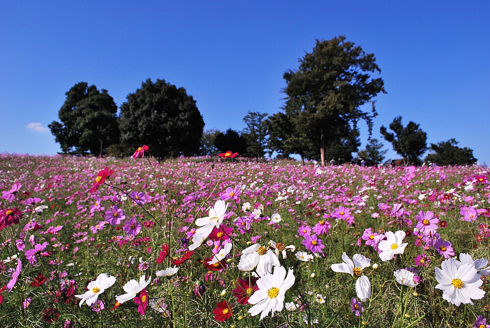 Showa Kinen Park, Tokyo