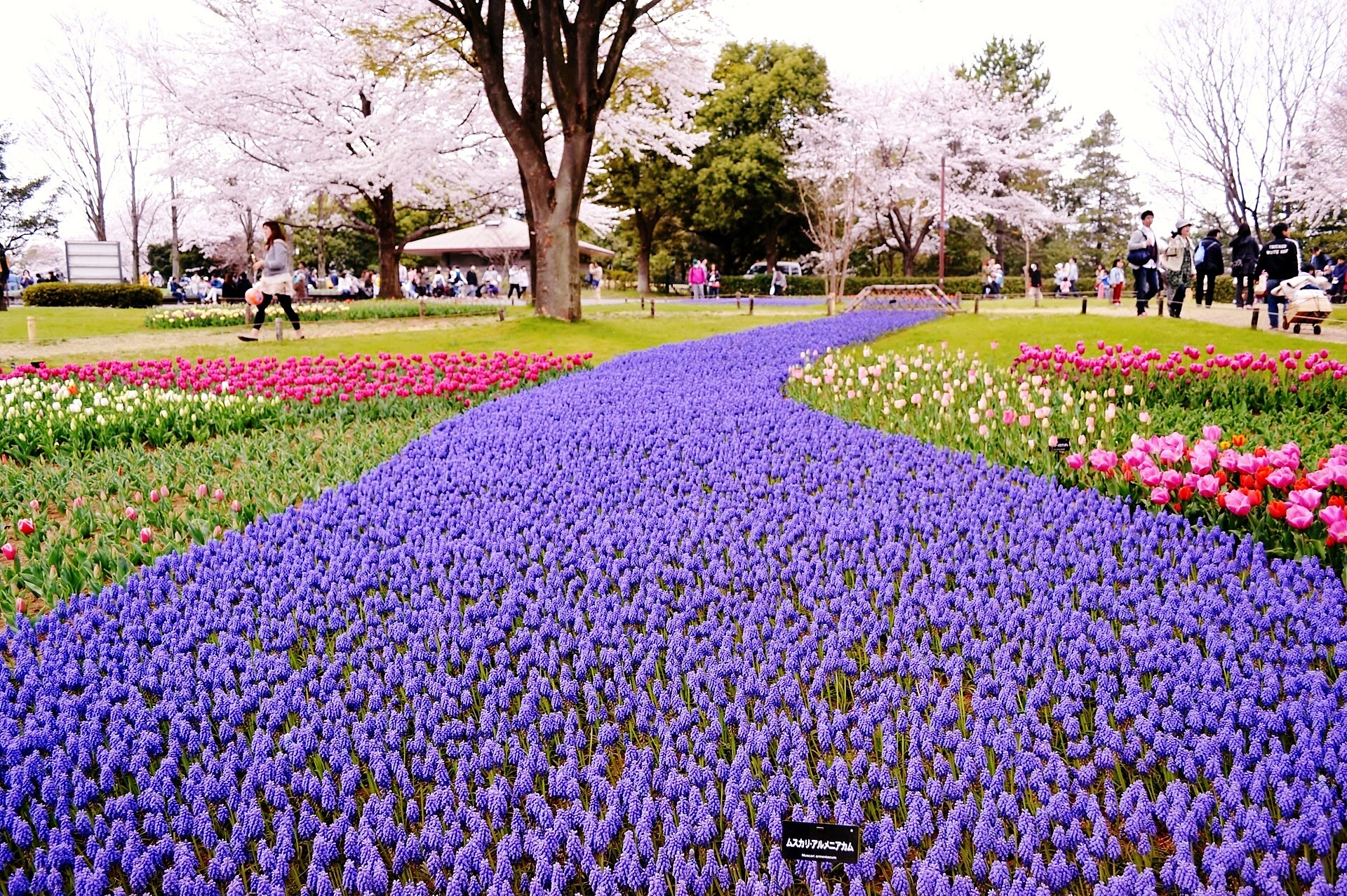 Spring flower landscape at Showa Kinen Park