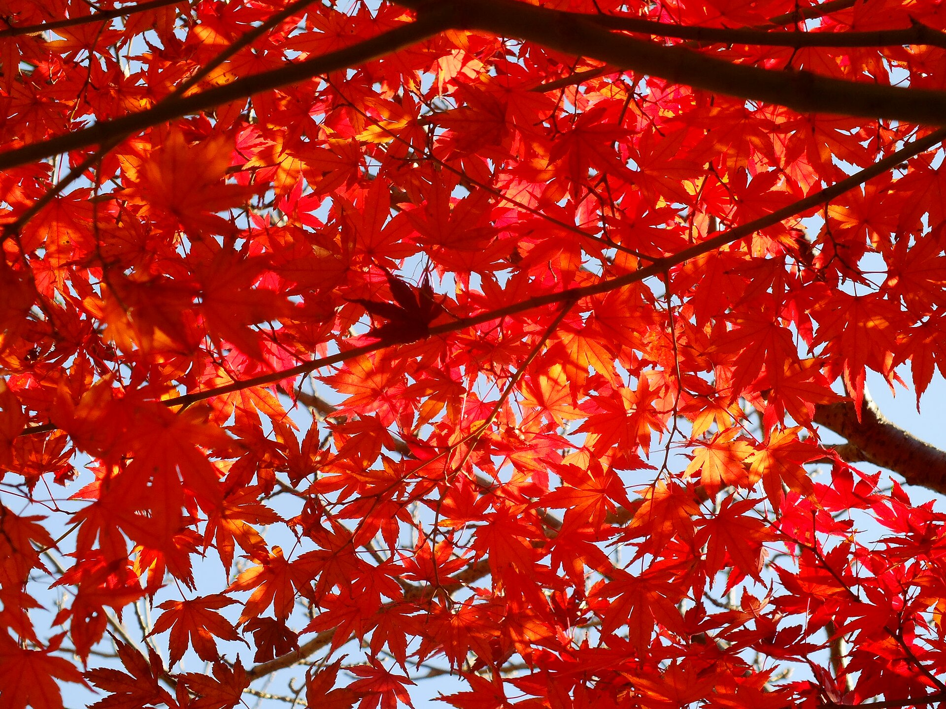 Sodegaura Park, Chiba