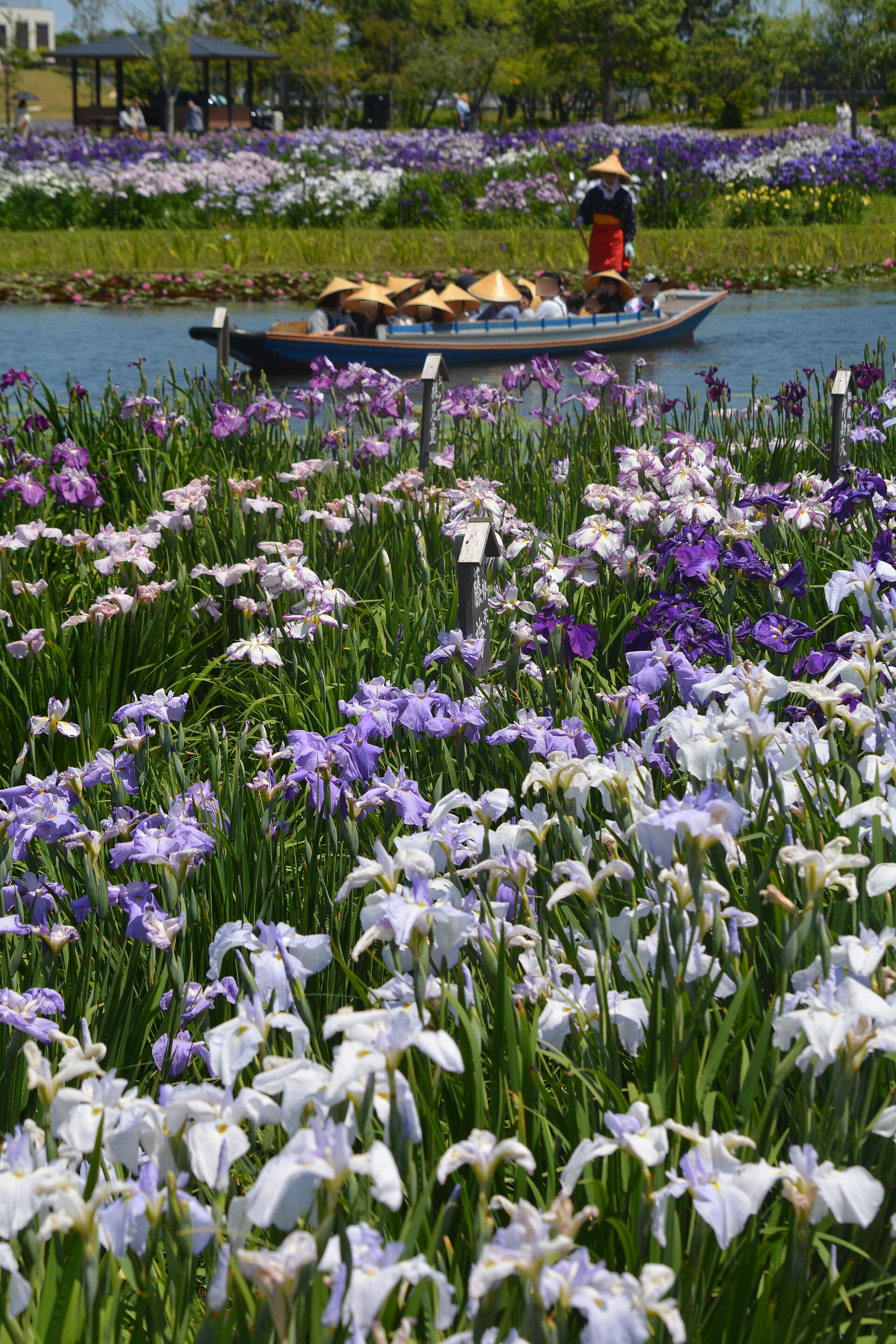 Suigo Sawara Ayame Park, Chiba