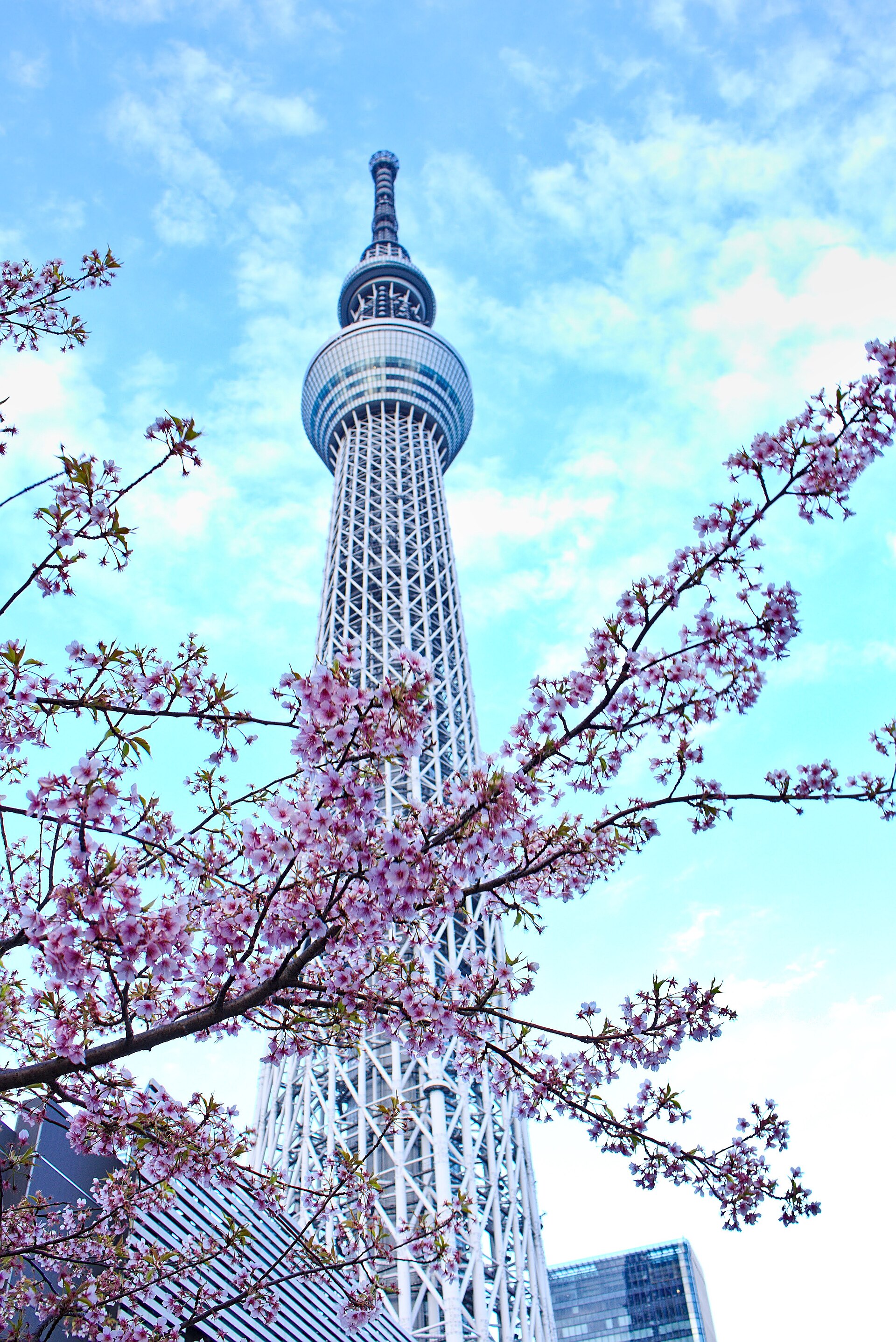 Tokyo Skytree framed by spring blossoms