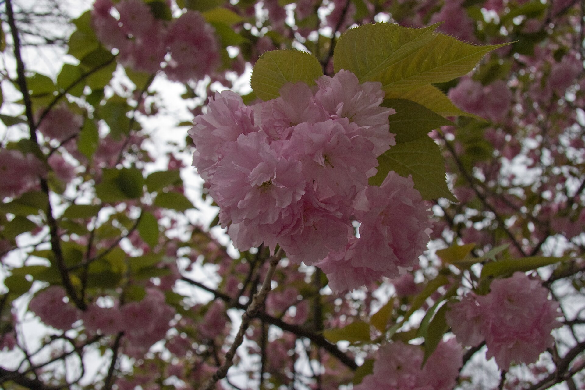 Ueno Park, Tokyo