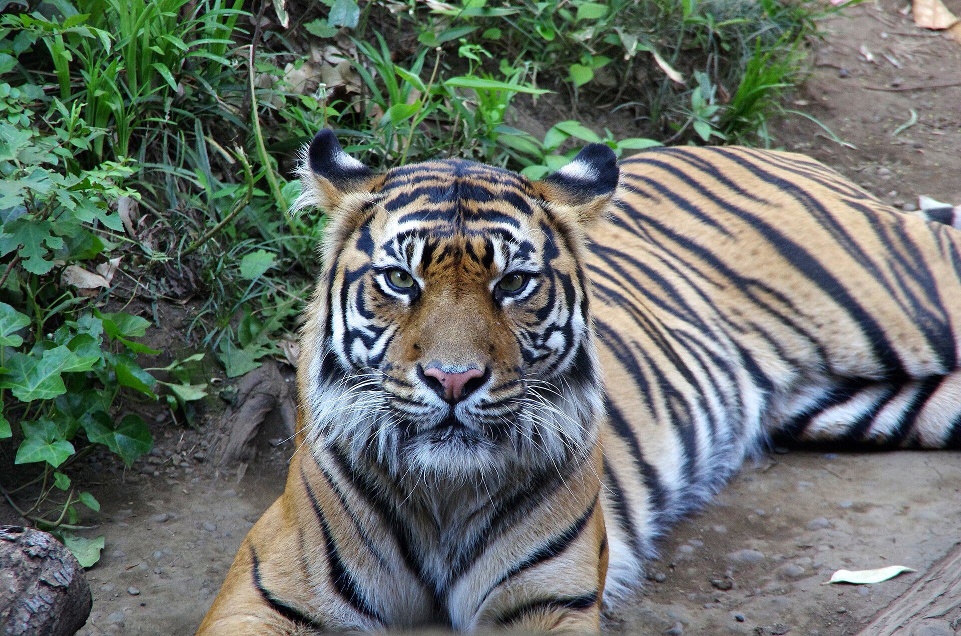 Ueno Zoo, Tokyo
